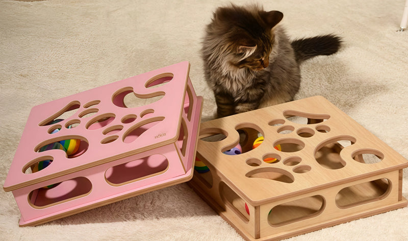 This Cat Maze Drives Cats Crazy!