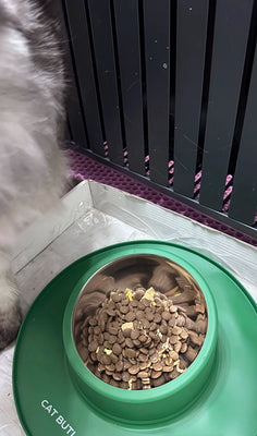 Perfect防滑 Bowl for My Furry Friend!
