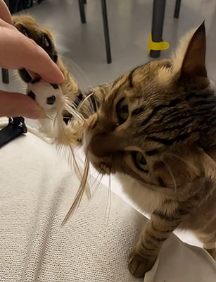 My Cat Can’t Stop Playing With This!