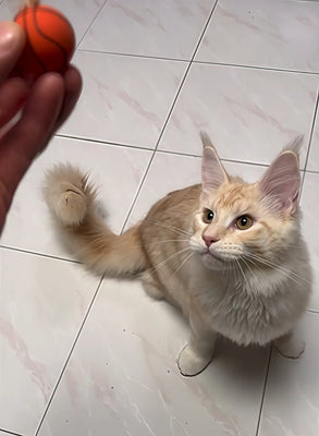 Finally, a Toy My Cat Actually Likes!