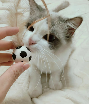 Best Interactive Toy for My Ragdoll