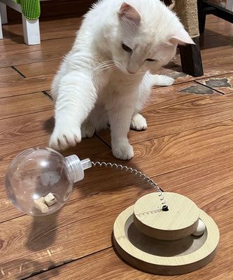 My Cat’s New Favorite Playtime Toy!