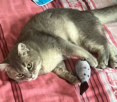 Clownfish Toy Keeps My Cat Entertained for Hours!