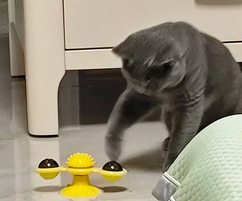 Kittens Can’t Get Enough of This Colorful Windmill!