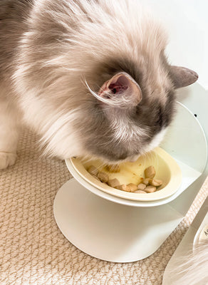 Adorable Bowl My Kitten Can’t Knock Over