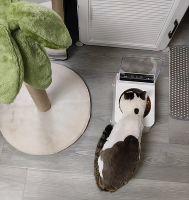 Perfect for Busy Pet Parents—No More Stress!