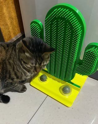 Cute, Functional, and Cat-Approved!