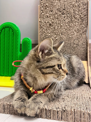 Luna’s Go-To Cactus Scratcher!