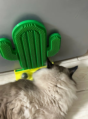 My Kitten Can’t Get Enough of This!