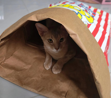 Cute Popcorn Bag That Keeps My Cat Entertained!