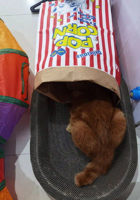 Our Kitty Can’t Get Enough of This Popcorn Bag!