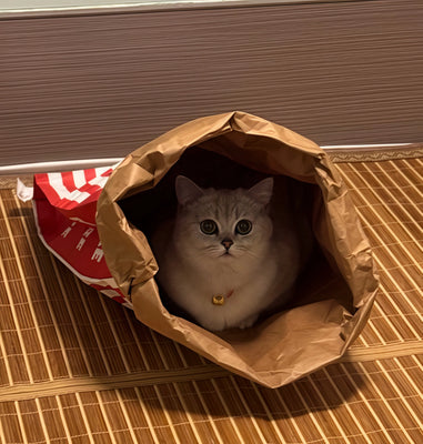 Adorable & Functional—My Cat’s New Favorite Spot!