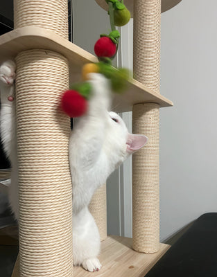 Surprisingly Addictive! My Cat Obsesses Over It