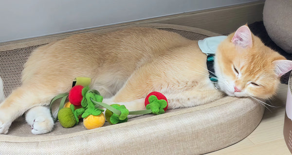 My Cat Can’t Stop Playing with This Tomato Toy!