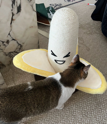 Cute, Sturdy, and *Actually* Used by My Cat!