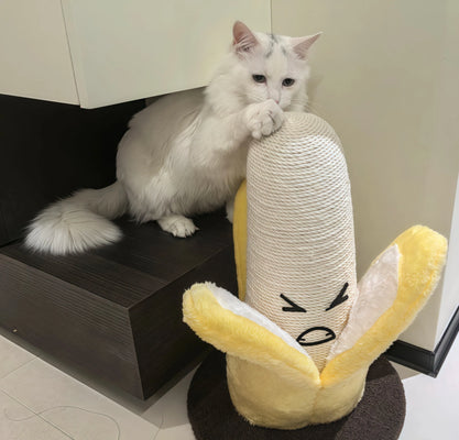 Banana Scratcher = Happy Rescue Cat!