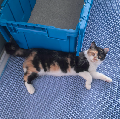 Double-Layer Magic—Keeps My Floors Clean