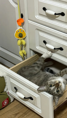 These Hanging Toys Are My Cat’s New Obsession!