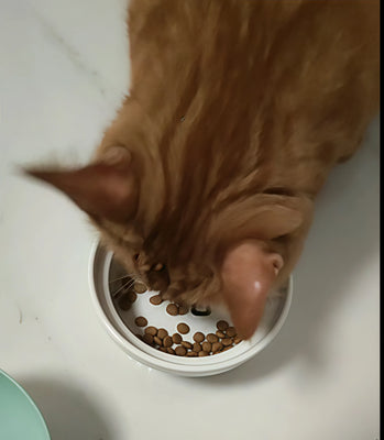 Adorable, Sturdy, and Pet-Friendly