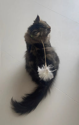 Our Two Cats Fight Over This Collar!