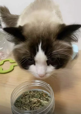 Small Bottle, Big Joy for My Kitten!