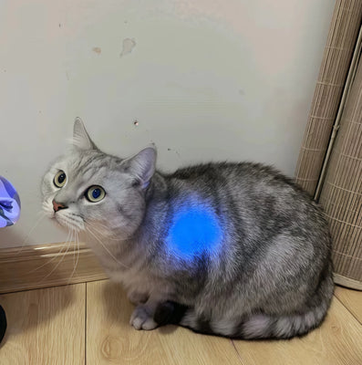 Game-Changer for Cat Ear Checks!